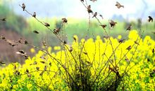 我在春天里流淌