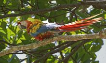 我和那对鹦鹉的相遇