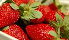 草莓季节读后感