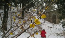 蜡梅的奥秘