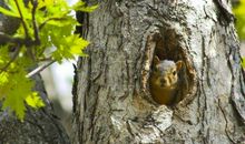 树上有个洞