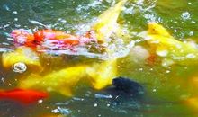 给金鱼喂食的启示