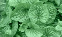 有薄荷叶相伴滋味长