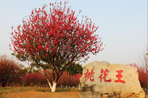 盛开的桃花森林