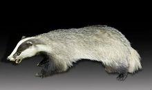 我最喜欢的一种小动物