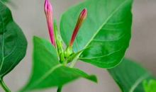 我发现了夜来香的秘密