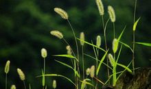 狗尾巴花开出的记忆