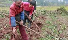 挖红薯观察日记