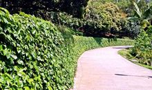 永远向上的爬山虎