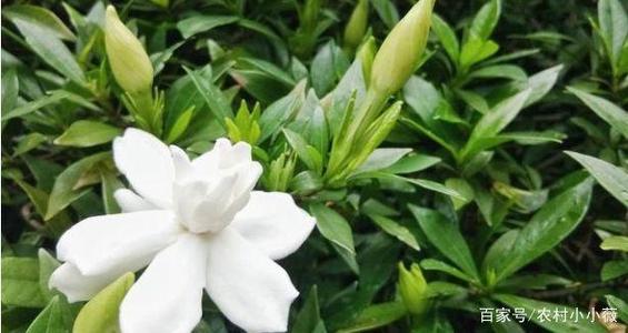 冷漠地去春