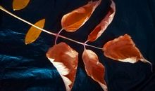 珍藏有您的每个秋天