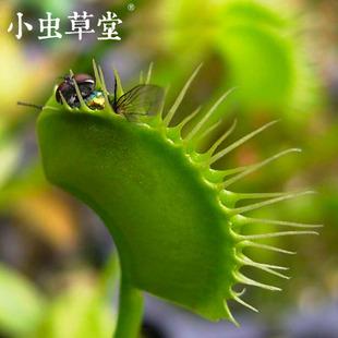我的植物虫草