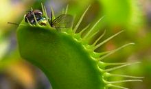 我的植物朋友食虫草