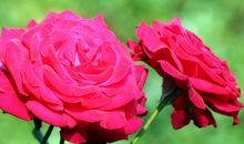 月季花观察日记