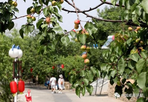门前的杏树