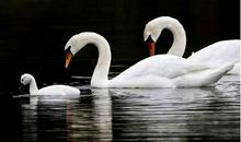 描写白天鹅的作文