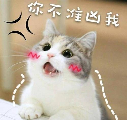 我最喜欢的小猫