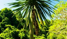 迷人的棕榈树