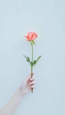 一朵花，一个世界