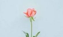 一枝花，一世界