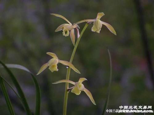 与小草聊天
