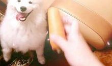 我发现了狗居然爱吃胡萝卜