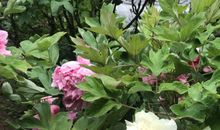 我终于爱上了牡丹花