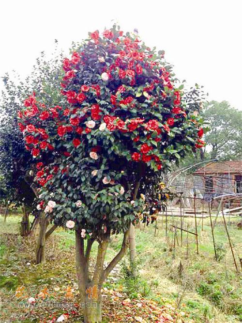 谢谢山茶花