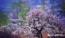 春花绽放在诗意中