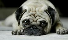 我对动物的情感