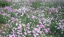 一种芬芳，一种慈爱