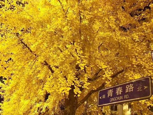 叶子的回忆