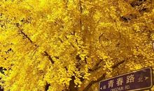 一片叶子的回忆