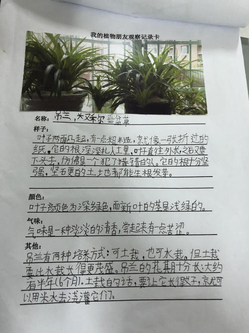 我的植物朋友