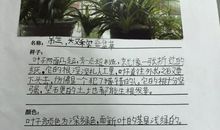 我的植物好朋友