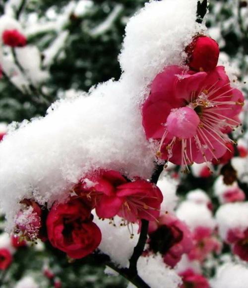 罗斯骄傲地站在风雪中