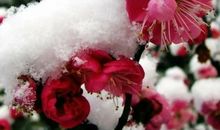 风雪中傲然挺立的玫瑰