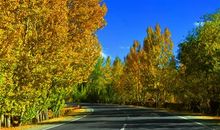 像白杨一样的生活