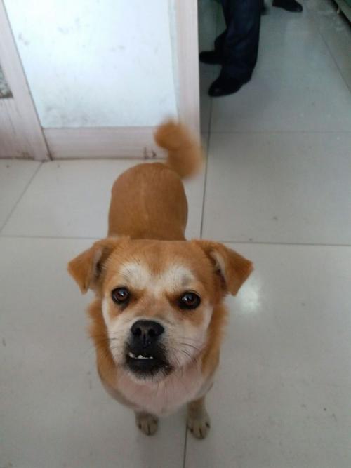 小狗
