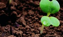 心中播下了一颗种子