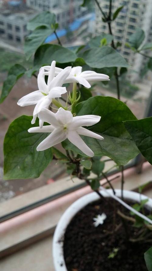 茉莉花