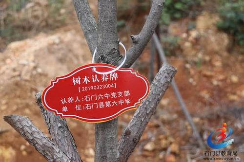 难忘的树木采伐活动