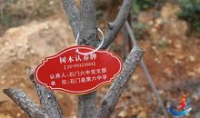 一次难忘的树木认养活动