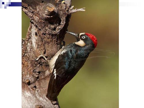 啄木鸟医生和杜克树