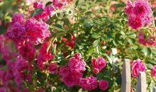 有一种美丽叫微笑