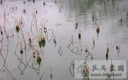 干莲也很美