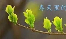 行走在古诗中的春天里