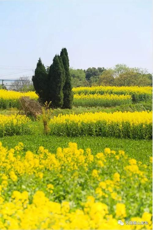 早春的田野