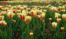 一条飘满花香的路