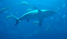 奇妙的海洋之旅